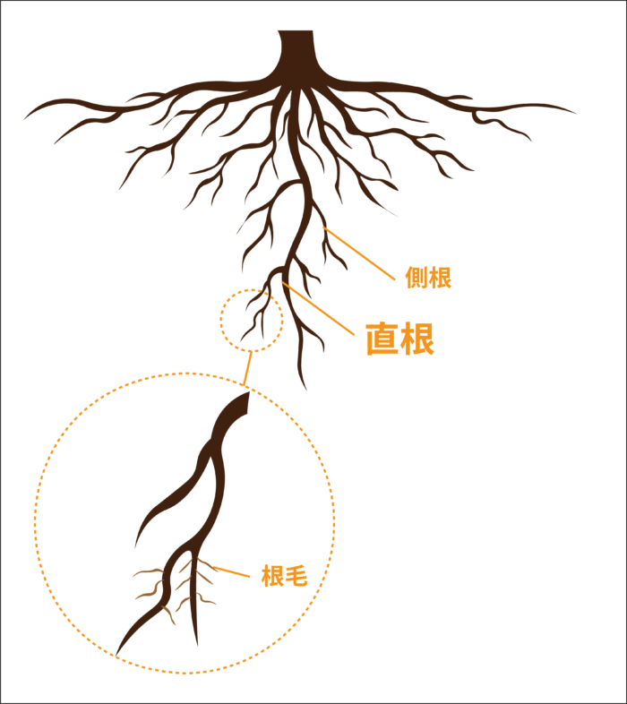 奥深い根っこの話