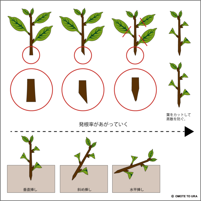 植物の増やし方①挿し木