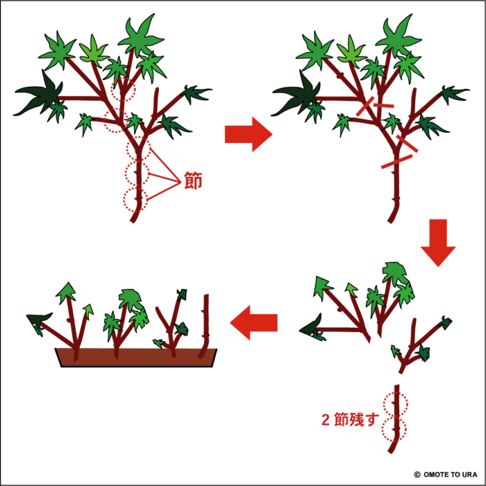 植物の増やし方①挿し木