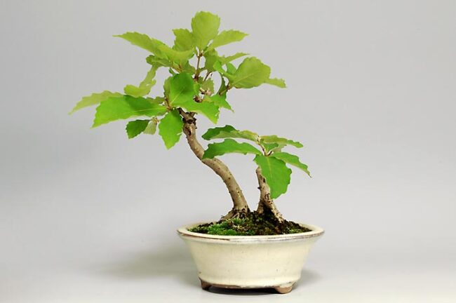 【樹種別】コナラの育て方